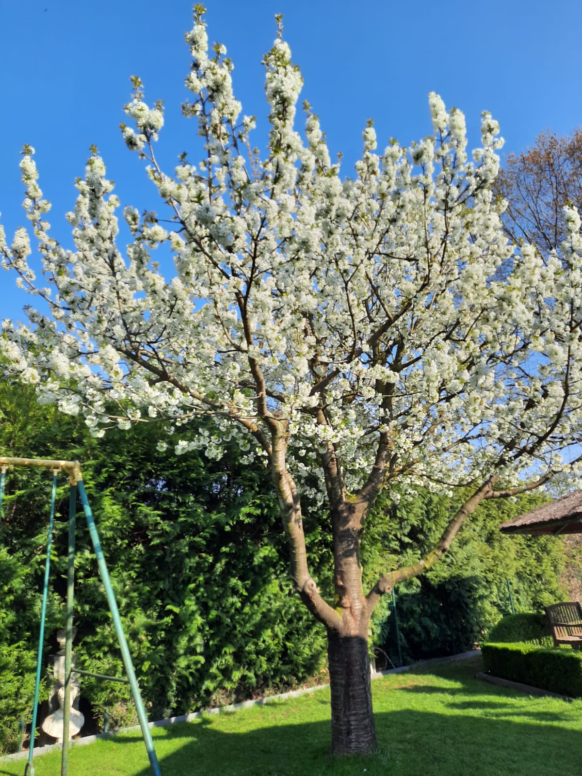 Casa Roman Fietsbar - Tuin & Zwembad
